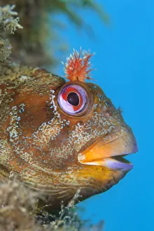 Tompot blenny (Parablennius gattorugine) male peers out of its den, in leg of Swanage Pier Tompot blenny (Parablennius gattorugine) male peers out of its den, in leg of Swanage Pier