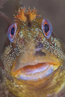 Tompot blenny (Parablennius gattorugine) portrait, Swanage Pier, Swanage, Dorset, UK Tompot blenny (Parablennius gattorugine) portrait, Swanage Pier, Swanage, Dorset, UK