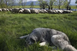 Tornjak mountain sheep dog resting near herd of sheep in a partially flooded area Tornjak mountain sheep dog resting near herd of sheep in a partially flooded area
