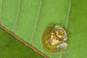 Tortoise beetle (Chrysomelidae) West Kalimantan, Borneo, Indonesia Tortoise beetle (Chrysomelidae) West Kalimantan, Borneo, Indonesia