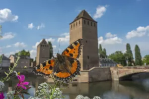 Tortoisehell butterfly (Aglais urticae) with Ponts Couverts in distance, Strasbourg Tortoisehell butterfly (Aglais urticae) with Ponts Couverts in distance, Strasbourg