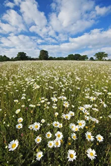 Traditionally managed wildflower meadow with Ox-eye daisy (Leucanthemum vulgare) Traditionally managed wildflower meadow with Ox-eye daisy (Leucanthemum vulgare)