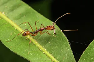 Trap-jaw ant (Odontomachus hastatus) with mandibles open, Los Amigos Biological Station, Peru Trap-jaw ant (Odontomachus hastatus) with mandibles open, Los Amigos Biological Station, Peru