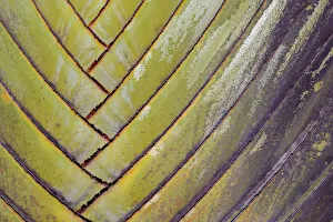 Travellers palm (Ravenala madagascariensis) clos up, Costa Rica Travellers palm (Ravenala madagascariensis) clos up, Costa Rica