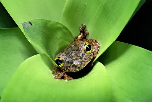 Tree frog (Ostocephalus oophagus) in bromeliad, female lays eggs for her tadpoles to eat Tree frog (Ostocephalus oophagus) in bromeliad, female lays eggs for her tadpoles to eat