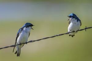 Images Dated 1st June 2011: Tree swallows (Tachycineta bicolor), perched on wire, calling aggressively to each other
