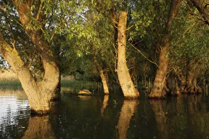 Trees in the Danube Delta, Romania, May 2009 Trees in the Danube Delta, Romania, May 2009