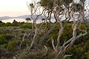 Trees at dawn, Alonissos island, Greece, September 2008. WWE BOOK Trees at dawn, Alonissos island, Greece, September 2008. WWE BOOK