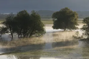 Trees, mainly White willow (Salix alba) in flooded karst plateau, Livanjsko Polje Trees, mainly White willow (Salix alba) in flooded karst plateau, Livanjsko Polje
