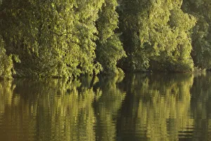 Trees on the river bank reflected in water, Danube Delta Scenery, Romania, May 2009 Trees on the river bank reflected in water, Danube Delta Scenery, Romania, May 2009