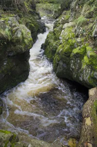 Tributary of the River Tweed where Brown trout (Salmo trutta) and Atlantic salmon Tributary of the River Tweed where Brown trout (Salmo trutta) and Atlantic salmon