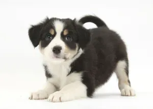 Tricolour Border Collie puppy in play-bow Tricolour Border Collie puppy in play-bow