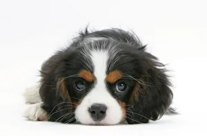 Tricolour Cavalier King Charles Spaniel puppy, lying with chin on floor Tricolour Cavalier King Charles Spaniel puppy, lying with chin on floor