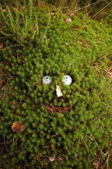 Troll face in Polytrichum moss (Polytrichum sp.) Troll face in Polytrichum moss (Polytrichum sp.)