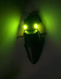 Tropical luminous click beetle {Pyrophorus sp Tropical luminous click beetle {Pyrophorus sp