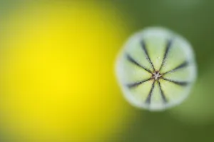 Tuberous hawkbit (Leontodon tuberosus) bud, abstract, Menorca, Balearic Islands, Spain Tuberous hawkbit (Leontodon tuberosus) bud, abstract, Menorca, Balearic Islands, Spain