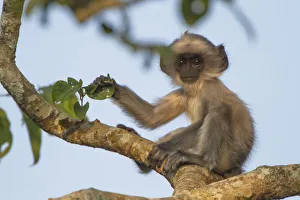 Tufted grey langur (Semnopithecus priam) baby in tree, Nilgiri Biosphere Reserve, Karnataka, India Tufted grey langur (Semnopithecus priam) baby in tree, Nilgiri Biosphere Reserve, Karnataka, India