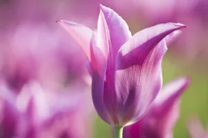 Tulip Dolls Minuet, hybrid (Tulipa) cultivated, Schwerin, Germany Tulip Dolls Minuet, hybrid (Tulipa) cultivated, Schwerin, Germany