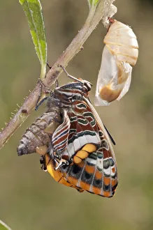 Two-tailed Pasha butterfly (Charaxes jasius) expanding wings after emerging, Podere Montecucco Two-tailed Pasha butterfly (Charaxes jasius) expanding wings after emerging, Podere Montecucco