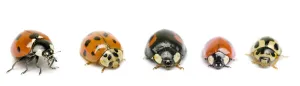 UK Ladybird species, native and invasive, from left to right UK Ladybird species, native and invasive, from left to right