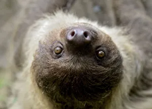 Unau / two-toed sloth (Choloepus didactylus) portrait, French Guiana Unau / two-toed sloth (Choloepus didactylus) portrait, French Guiana