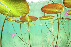 Prints for your Bathroom Collection: Underwater view of Waterlilies (Nymphaea alba) in a lake. Alps, Ain, France, June