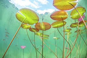 Underwater view of Waterlilies (Nymphaea alba) in a lake. Alps, Ain, France, June Underwater view of Waterlilies (Nymphaea alba) in a lake. Alps, Ain, France, June