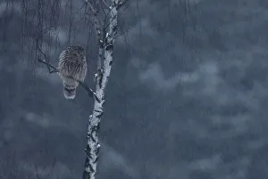 Ural Owl (Strix uralensis) perched. Bieszczady National Park, the Carpathians, Poland Ural Owl (Strix uralensis) perched. Bieszczady National Park, the Carpathians, Poland