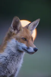 Urban Red fox (Vulpes vulpes) portrait, with light behind, London, June Urban Red fox (Vulpes vulpes) portrait, with light behind, London, June