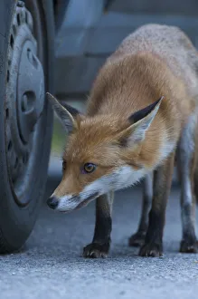 Urban Red fox (Vulpes vulpes) sniffing car tyre, London, UK, May Urban Red fox (Vulpes vulpes) sniffing car tyre, London, UK, May