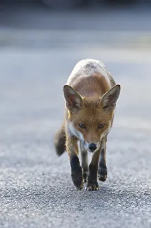 Urban Red fox (Vulpes vulpes) walking, London, May Urban Red fox (Vulpes vulpes) walking, London, May