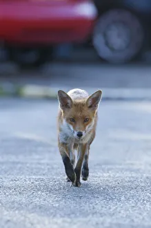 Urban Red fox (Vulpes vulpes) walking down road, London, May Urban Red fox (Vulpes vulpes) walking down road, London, May