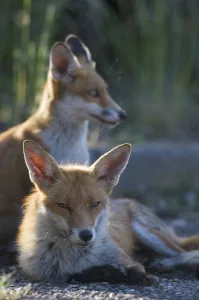 Urban Red foxes (Vulpes vulpes) resting in sun, London, June Urban Red foxes (Vulpes vulpes) resting in sun, London, June