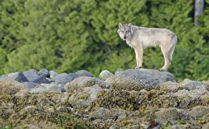 Vancouver Island Grey wolf (Canis lupus crassodon) Vancouver Island, British Columbia Vancouver Island Grey wolf (Canis lupus crassodon) Vancouver Island, British Columbia