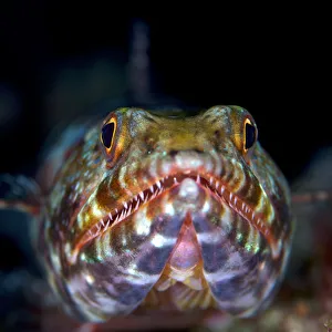 Variegated lizardfish (Synodus variegatus), Bismarck Sea, Vitu Islands, West New Britain Variegated lizardfish (Synodus variegatus), Bismarck Sea, Vitu Islands, West New Britain