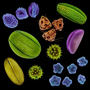 Various pollen grains from several species of UK plant. False coloured scanning electron micrograph Various pollen grains from several species of UK plant. False coloured scanning electron micrograph
