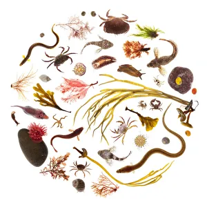 Various rockpool animals and seaweeds, photographed on a white background. Isle of Skye Various rockpool animals and seaweeds, photographed on a white background. Isle of Skye