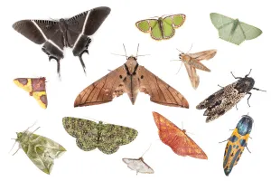 Various species of moth from tropical rainforest, Danum Valley, Sabah, Borneo. Digital composite Various species of moth from tropical rainforest, Danum Valley, Sabah, Borneo. Digital composite