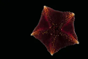 Ventral view of deepsea benthic Asteroid / Seastar (Hymenaster sp) from mid atlantic ridge Ventral view of deepsea benthic Asteroid / Seastar (Hymenaster sp) from mid atlantic ridge