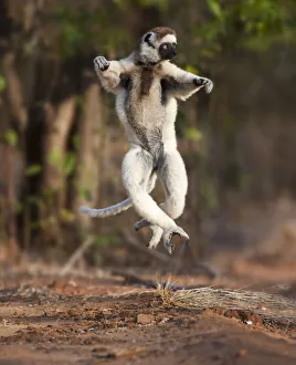 Verreauxs sifaka lemur (Propithecus verreauxi) dancing or skipping across open ground Verreauxs sifaka lemur (Propithecus verreauxi) dancing or skipping across open ground