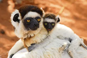Verreauxs sifaka (Propithecus verreauxi) female carrying baby, Berenty Private Reserve Verreauxs sifaka (Propithecus verreauxi) female carrying baby, Berenty Private Reserve