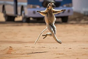 Verreaux's sifaka (Propithecus verreauxi) running across a road with bus in background Verreaux's sifaka (Propithecus verreauxi) running across a road with bus in background