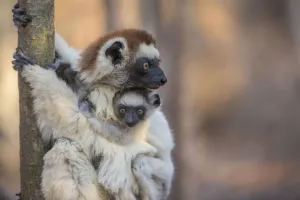 Verreaux's Sifaka (Propithecus verreauxi) holding baby, Berenty Reserve, Madagascar Verreaux's Sifaka (Propithecus verreauxi) holding baby, Berenty Reserve, Madagascar