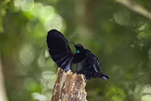 Victorias riflebird (Ptiloris victoriae) male displaying in rainforest, Atherton Tablelands Victorias riflebird (Ptiloris victoriae) male displaying in rainforest, Atherton Tablelands
