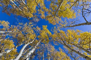 View up into canopy of Aspen (Populus) trees against blue sky in autumn View up into canopy of Aspen (Populus) trees against blue sky in autumn