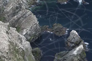 View over Gannet colony (Morus bassanus) with flight trails of birds in flight, Hermaness NNR View over Gannet colony (Morus bassanus) with flight trails of birds in flight, Hermaness NNR