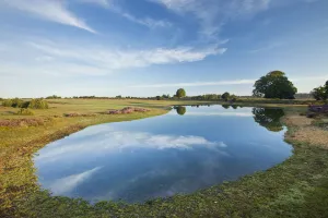 View over New Forest flood pool at Fritham Cross at dawn, New Forest National Park View over New Forest flood pool at Fritham Cross at dawn, New Forest National Park