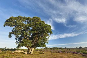 View over New Forest heathland with Oak (Quercus robur) tree View over New Forest heathland with Oak (Quercus robur) tree
