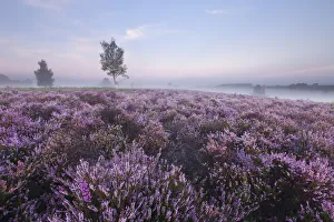 View over New Forest Ling (Calluna vulgaris) and Bell Heather (Erica cinerea) at View over New Forest Ling (Calluna vulgaris) and Bell Heather (Erica cinerea) at