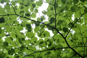 View of underside of Lime (Tilia sp) leaves on a branch, Moricsala Strict Nature Reserve View of underside of Lime (Tilia sp) leaves on a branch, Moricsala Strict Nature Reserve